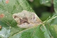 Phyllonorycter corylifoliella