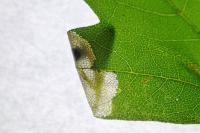 Phyllonorycter acerifoliella