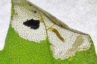 Phyllonorycter acerifoliella