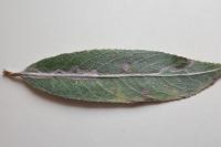 Phyllocnistis asiatica/saligna