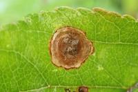 Leucoptera malifoliella