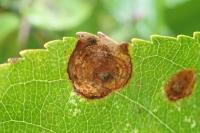 Leucoptera malifoliella