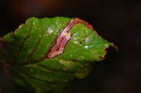 Stigmella aurella