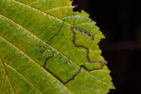 Stigmella microtheriella