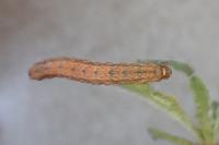 Polymixis argillaceago