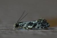 Nemapogon granellus