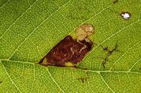 Stigmella viscerella