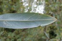 Phyllocnistis valentinensis