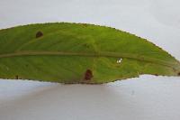 Phyllocnistis valentinensis