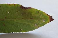 Phyllocnistis valentinensis