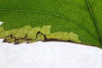 Stigmella regiella