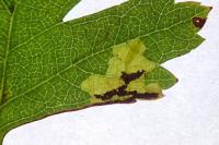Stigmella regiella