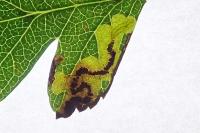 Stigmella regiella