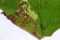 Stigmella oxyacanthella