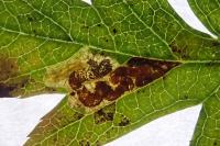 Stigmella perpygmaeella