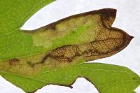 Ectoedemia atricollis