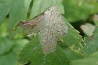 Phyllonorycter corylifoliella