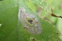 Phyllonorycter corylifoliella