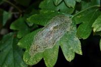Phyllonorycter corylifoliella