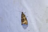 Celypha lacunana