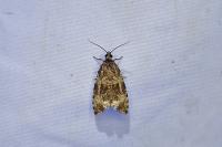 Celypha lacunana