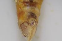 Epirrita dilutata