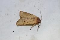 Agrochola lychnidis