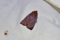 Conistra ligula