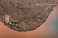 Stigmella pyri