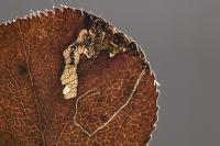 Stigmella pyri