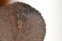 Stigmella pyri