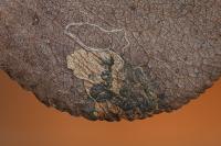 Stigmella pyri