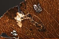 Stigmella pyri