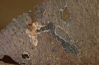Stigmella pyri