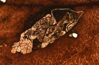 Stigmella pyri