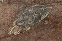 Stigmella pyri