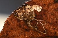 Stigmella pyri