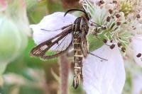 Pyropteron meriaeforme