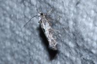 Swammerdamia pyrella