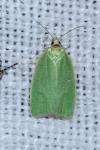 Tortrix viridana