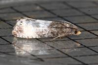 Notocelia cynosbatella