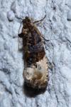 Hedya nubiferana