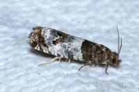 Notocelia trimaculana