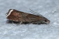 Dichrorampha acuminatana