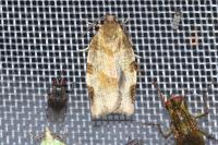 Choristoneura hebenstreitella