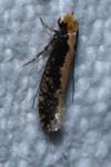 Monopis crocicapitella