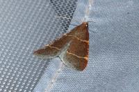 Hypsopygia glaucinalis