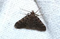 Aglossa pinguinalis
