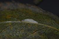 Bucculatrix bechsteinella