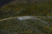Bucculatrix bechsteinella